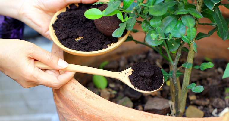 Marc of coffee plants benefits garden