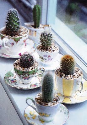 Old cups of tea like cactus pots