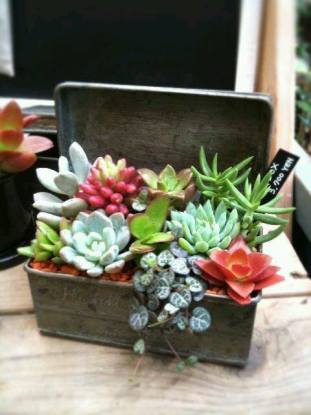 Pot box with plants in sugar box