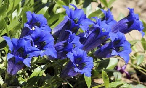 Gentian From China 