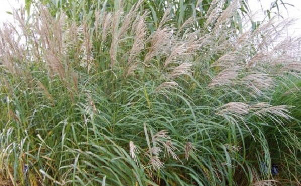 The Miscanthus From Nepal 