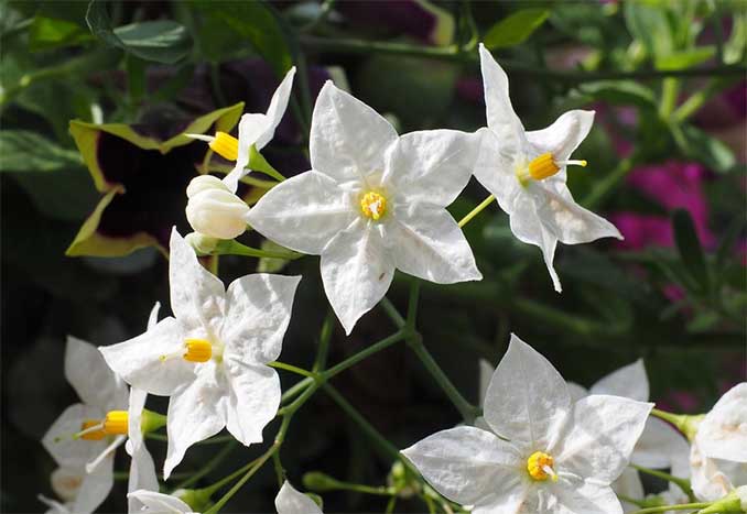 Solanum Jasmine 