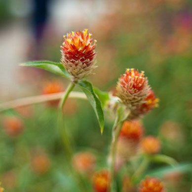 Gomphrena "width =" 389 "height =" 388 "srcset =" https://greenviral.net/wp-content/uploads/2019/09/1567511993_129_the-list-of-the-30-most-beautiful-varieties-of-orange.jpg 389w, https: //www.ctendance.fr/wp-content/uploads/2019/06/Gomphrena-©-Yoko-Nekonomania-min-150x150.jpg 150w, https://www.ctendance.fr/wp-content/uploads/2019 /06/Gomphrena-©-Yoko-Nekonomania-min-350x350.jpg 350w "sizes =" (max-width: 389px) 100vw, 389px "/></noscript><figcaption id=