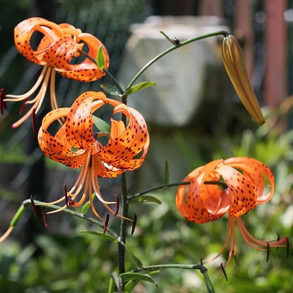 Tiger Lily 