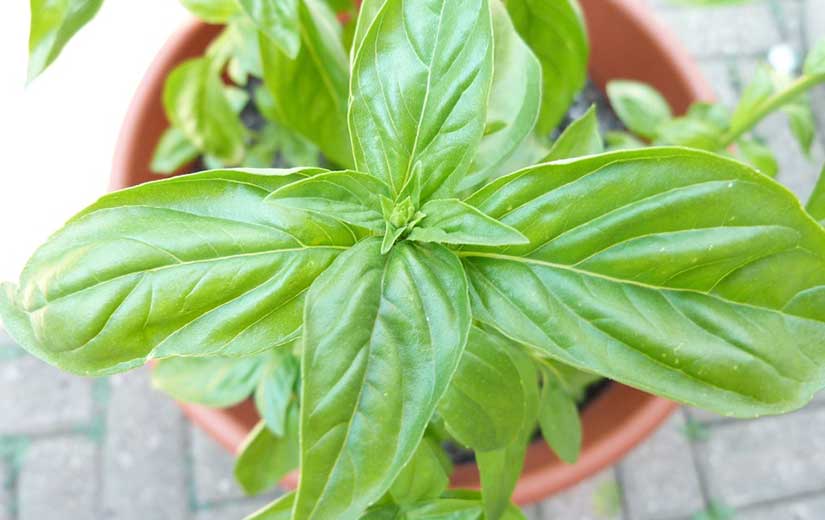 Sowing Basil in Pot
