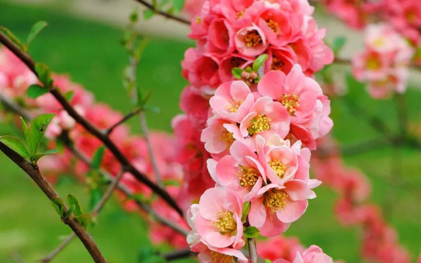 Quince tree from Japan 