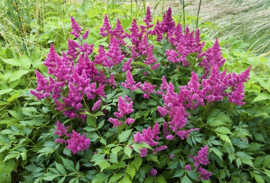 Astilbe "width =" 861 "height =" 584 "srcset =" https://greenviral.net/wp-content/uploads/2019/09/1567537744_255_the-list-of-the-30-most-beautiful-varieties-of-pink.jpg 861w, https: //www.ctendance.fr/wp-content/uploads/2019/05/Astilbe-©-Elen11-iStockphotos-min-350x237.jpg 350w, https://www.ctendance.fr/wp-content/uploads/2019 /05/Astilbe-©-Elen11-iStockphotos-min-520x353.jpg 520w "sizes =" (max-width: 861px) 100vw, 861px "/></noscript><figcaption id=