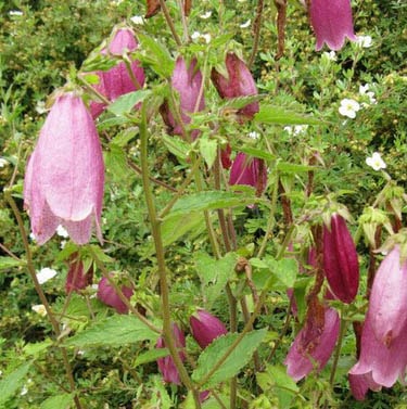 Campanula "width =" 375 "height =" 377 "srcset =" https://greenviral.net/wp-content/uploads/2019/09/1567537744_405_the-list-of-the-30-most-beautiful-varieties-of-pink.jpg 375w, https: //www.ctendance.fr/wp-content/uploads/2019/05/Campanule-©-Kingsbrae-Garden-min-150x150.jpg 150w, https://www.ctendance.fr/wp-content/uploads/2019 /05/Campanule-©-Kingsbrae-Garden-min-348x350.jpg 348w "sizes =" (max-width: 375px) 100vw, 375px "/></noscript><figcaption id=