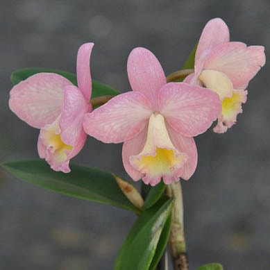 Orchid "width =" 389 "height =" 389 "srcset =" https://greenviral.net/wp-content/uploads/2019/09/1567537745_291_the-list-of-the-30-most-beautiful-varieties-of-pink.jpg 389w, https: //www.ctendance.fr/wp-content/uploads/2019/05/Orchidée-©-Stefano-Flickr-min-150x150.jpg 150w, https://www.ctendance.fr/wp-content/uploads/2019 /05/Orchidée-©-Stefano-Flickr-min-350x350.jpg 350w "sizes =" (max-width: 389px) 100vw, 389px "/></noscript><figcaption id=
