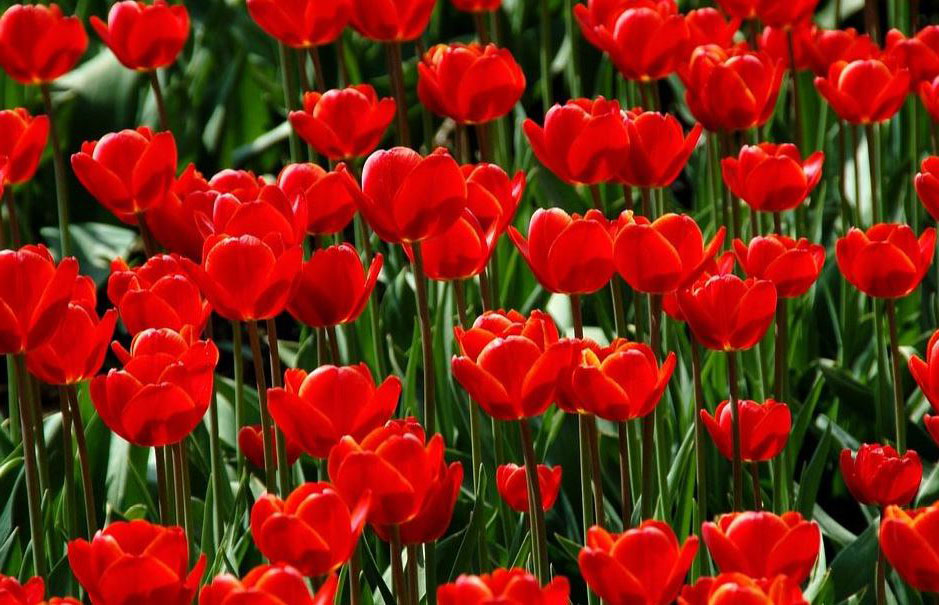Tulip "width =" 939 "height =" 605 "srcset =" https://greenviral.net/wp-content/uploads/2019/09/1567561935_244_the-list-of-the-30-most-beautiful-plants-and-flowers.jpg 939w, https: // www.ctendance.fr/wp-content/uploads/2019/05/Tulipe-©-MarjanNo-min-350x226.jpg 350w, https://www.ctendance.fr/wp-content/uploads/2019/05/Tulipe - © -MarjanNo-min-520x335.jpg 520w "data-lazy-sizes =" (max-width: 939px) 100vw, 939px "src =" https://www.ctendance.fr/wp-content/uploads/2019 /05/Tulipe-©-MarjanNo-min.jpg "/><noscript><img class=