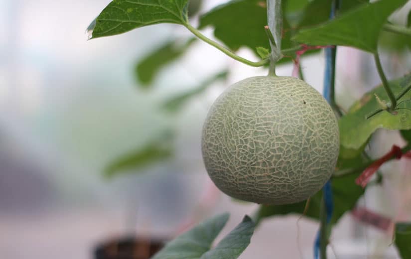 Seedling Pousse Melon