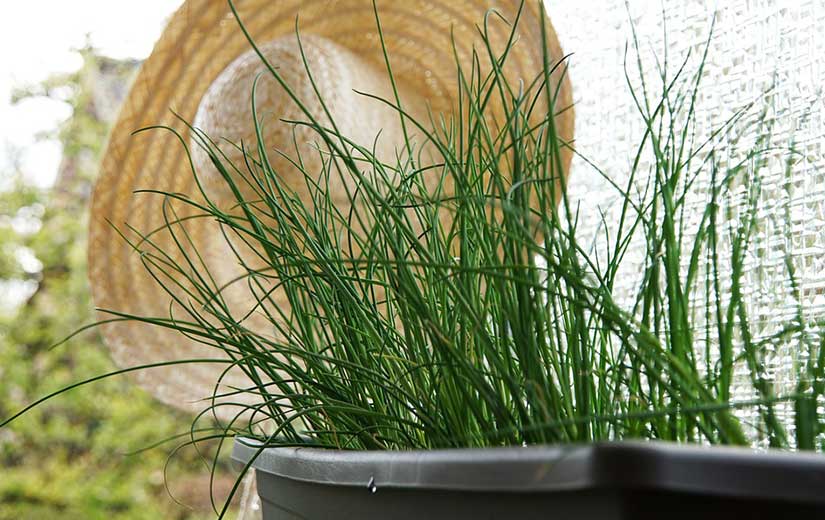Cultivation Pot Chives
