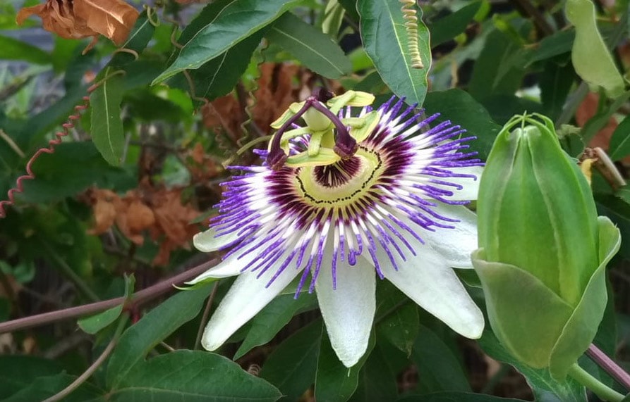 passionflower 