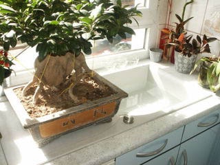 Plants Sink