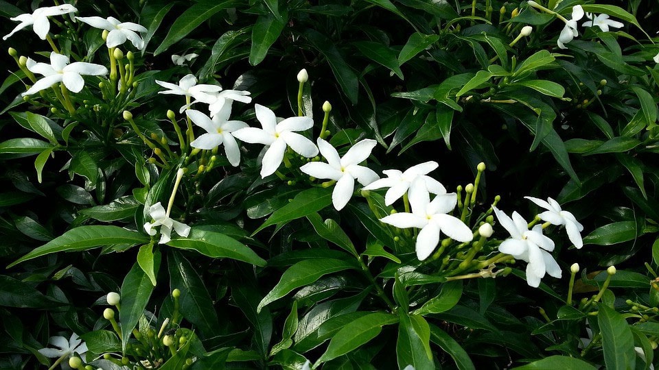 Star jasmine 