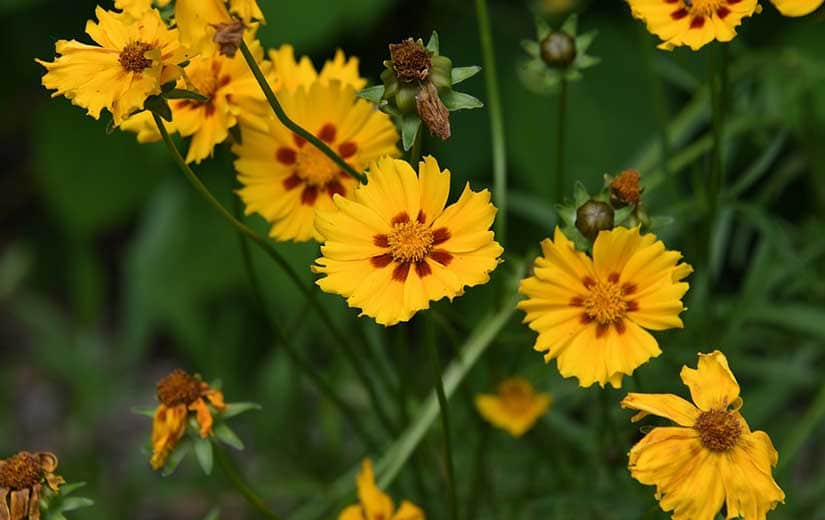 Coreopsis "width =" 825 "height =" 520 "srcset =" https://greenviral.net/wp-content/uploads/2019/09/1568570617_899_our-selection-of-the-best-flowers-for-your-garden.jpg 825w, https://www.ctendance.fr/ wp-content / uploads / 2019/09 / Coreopsis-350x221.jpg 350w, https://www.ctendance.fr/wp-content/uploads/2019/09/Coreopsis-520x328.jpg 520w "sizes =" (max- width: 825px) 100vw, 825px "/></noscript></p>
<p>Height 10 to 75 cm depending on the variety, very bright golden yellow with brown center, very decorative plant in the garden and excellent for the cut flower.</p>
<p>Sowing in place in May. Flowering from July to October.</p>
<h3>Cosmos</h3>
<p> <span class=