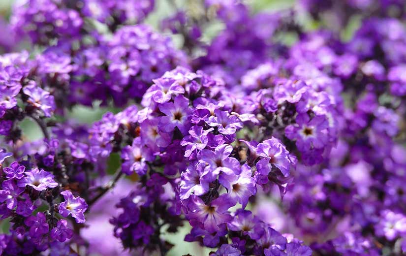 Heliotrope "width =" 825 "height =" 520 "srcset =" https://greenviral.net/wp-content/uploads/2019/09/1568570618_665_our-selection-of-the-best-flowers-for-your-garden.jpg 825w, https://www.ctendance.fr/ wp-content / uploads / 2019/09 / Heliotrope-350x221.jpg 350w, https://www.ctendance.fr/wp-content/uploads/2019/09/Héliotrope-520x328.jpg 520w "sizes =" (max- width: 825px) 100vw, 825px "/></noscript></p>
<p>Plant wanted for its perfume. Height 30 to 60 cm. Blue color.</p>
<p>Flowering from July to October. Sowing in nursery in March-April.</p>
<h3>Immortal</h3>
<p> <span class=