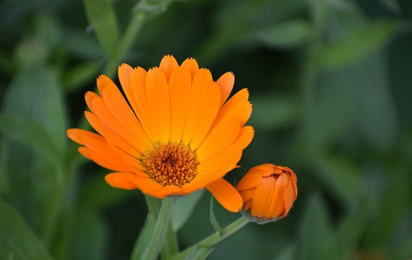 Annual Flower Marigold