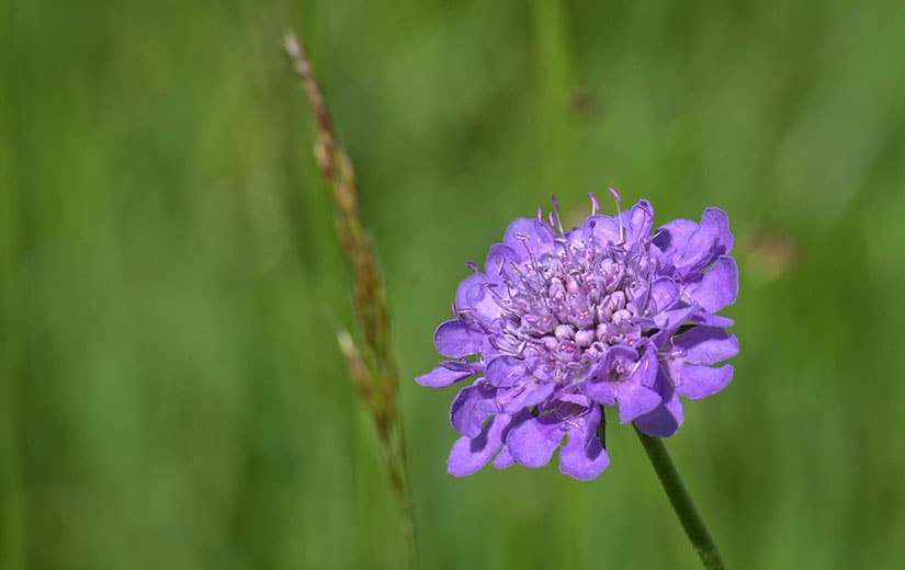 Scabious annual flower