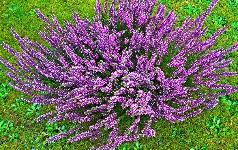 Lavender Ornamental shrub