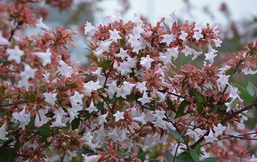 Abelia "width =" 825 "height =" 520 "srcset =" https://greenviral.net/wp-content/uploads/2019/09/1568722265_899_the-best-shrubs-for-your-garden.jpg 825w, https://www.ctendance.fr/ wp-content / uploads / 2019/09 / Abelia-350x221.jpg 350w, https://www.ctendance.fr/wp-content/uploads/2019/09/Abelia-520x328.jpg 520w "sizes =" (max- width: 825px) 100vw, 825px "/></noscript></p>
<p>Abelia, buddleia, Japanese quince, cotinus, cotoneaster franchetti and salicifolius, variegated dogwood, desmodium, Japanese maple, Spanish broom, kerria, kolwitzia, Ionicera nitida, prunus triloba, piracantha, syringa, spirea, tamarisk and weigelia .</p>
<h2>Shrubs with more or less tapered silhouette</h2>
<p><figure id=