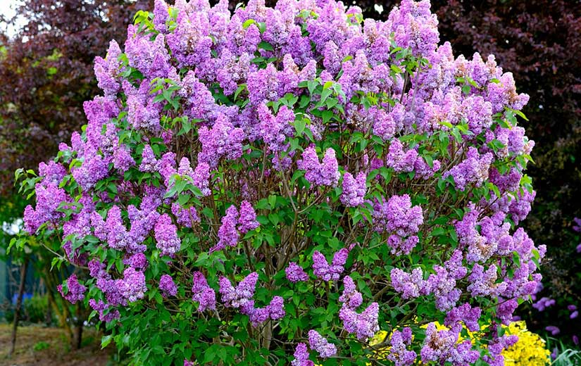 Lilac ornamental shrub