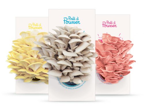 Kit of mushrooms to grow even indoors for a mini garden apartment