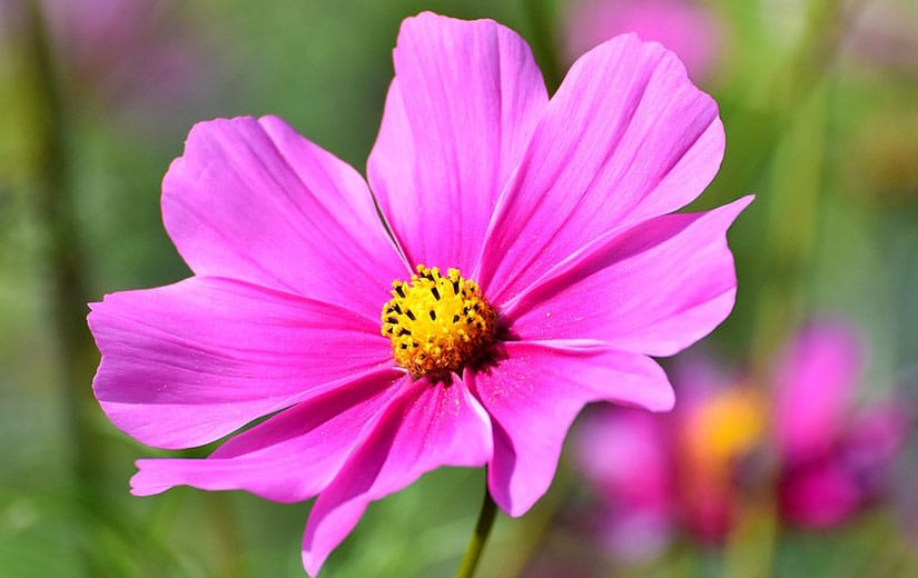 Sow Cosmos