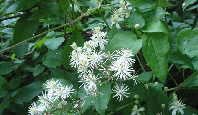 Clematis of Hedgerows 