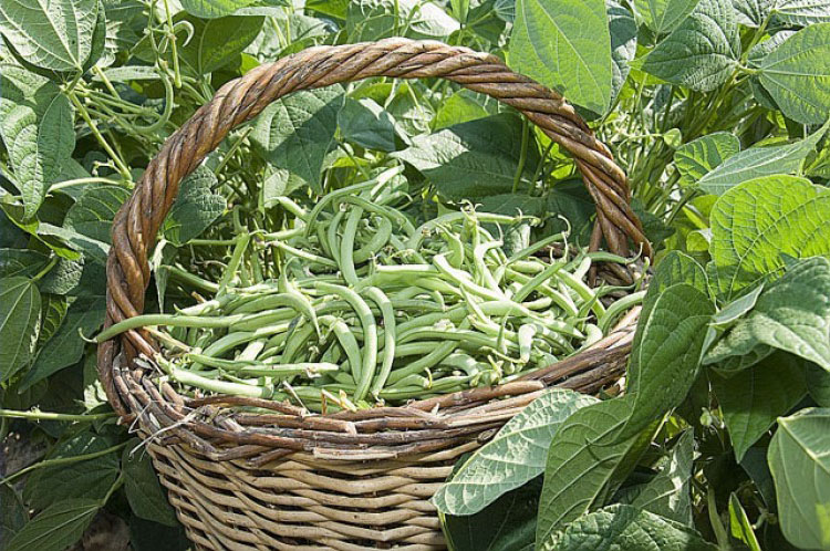 Beans Harvest