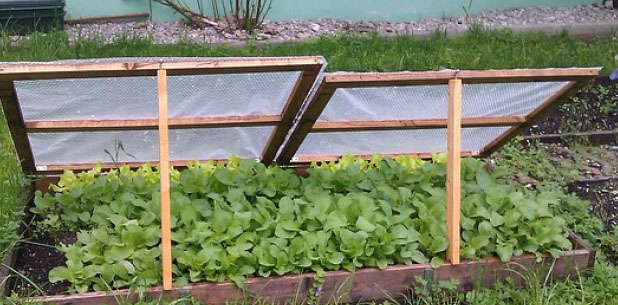 Lettuce Under Chassis