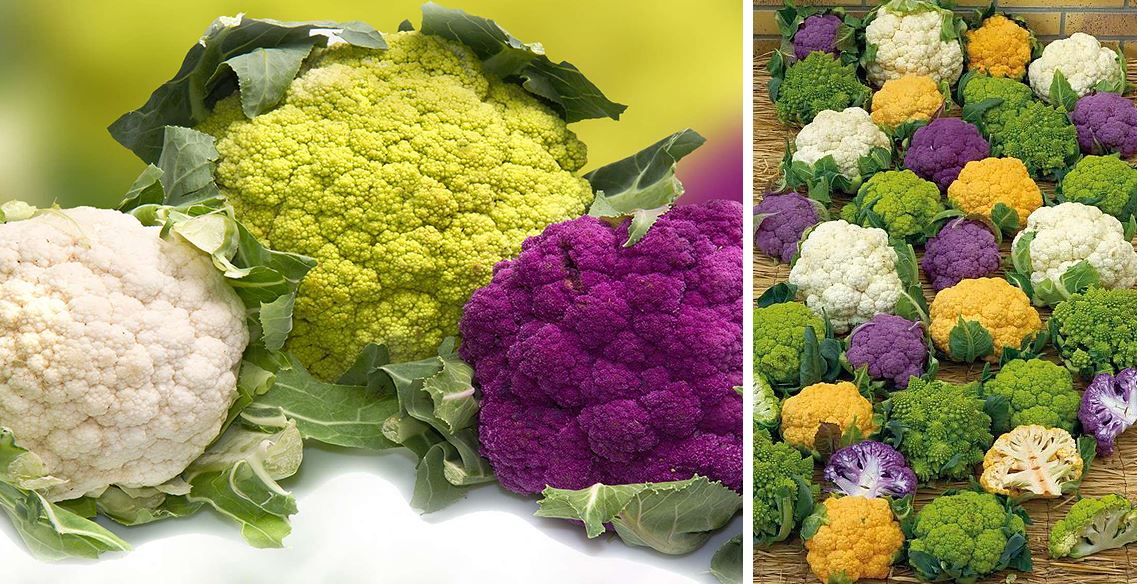 Varieties Cauliflower different colors
