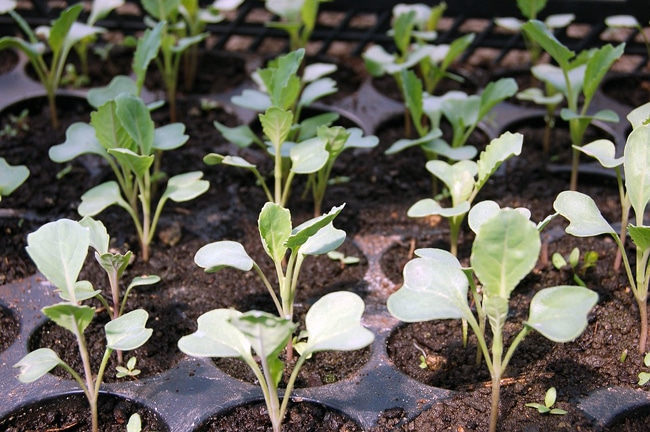 Sowing Cabbage Flowers