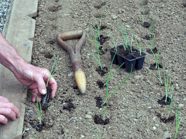Onion Planting Plants Buckets