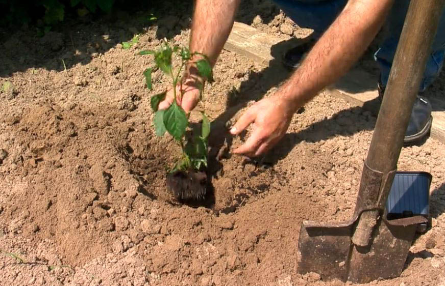 Planting Pepper In The Earth