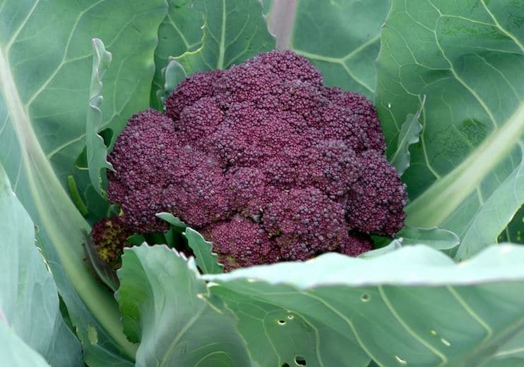 Annual purple broccoli