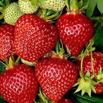 Strawberry Mariguette Fragaria X Ananassa