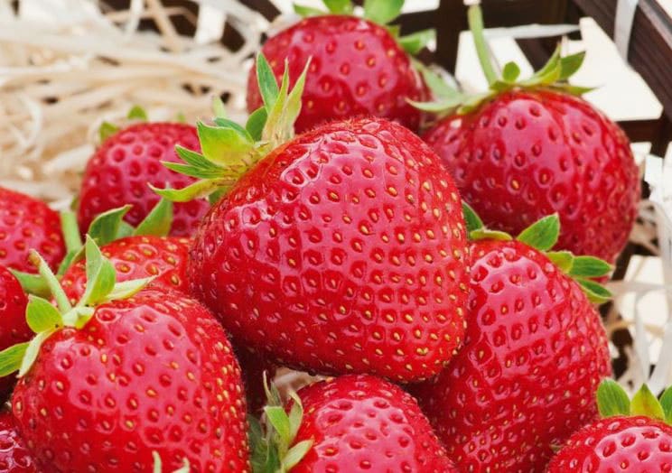 Charlotte Strawberries