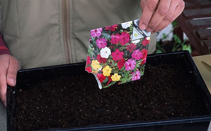 Sowing Petunia Potted 