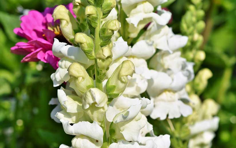 Where to Plant Snapdragon