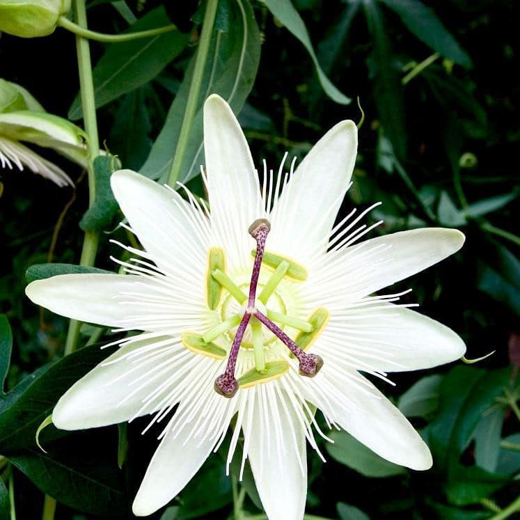 White Passionflower 