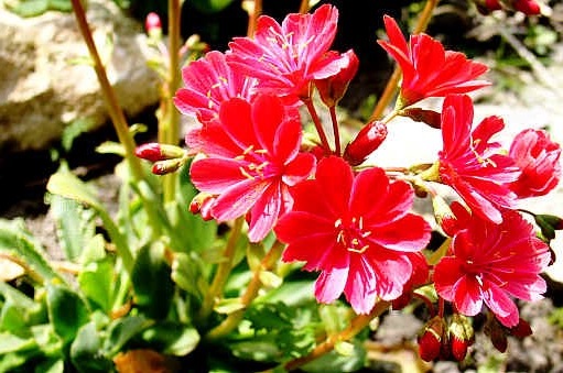 Lewisia "width =" 511 "height =" 339 "srcset =" https://greenviral.net/wp-content/uploads/2020/04/1586338374_749_our-selection-of-the-most-beautiful.jpg 511w, https: // www. ctendance.fr/wp-content/uploads/2020/04/Lewisia-–-Shutterstock-350x232.jpg 350w "sizes =" (max-width: 511px) 100vw, 511px "/></noscript><figcaption id=