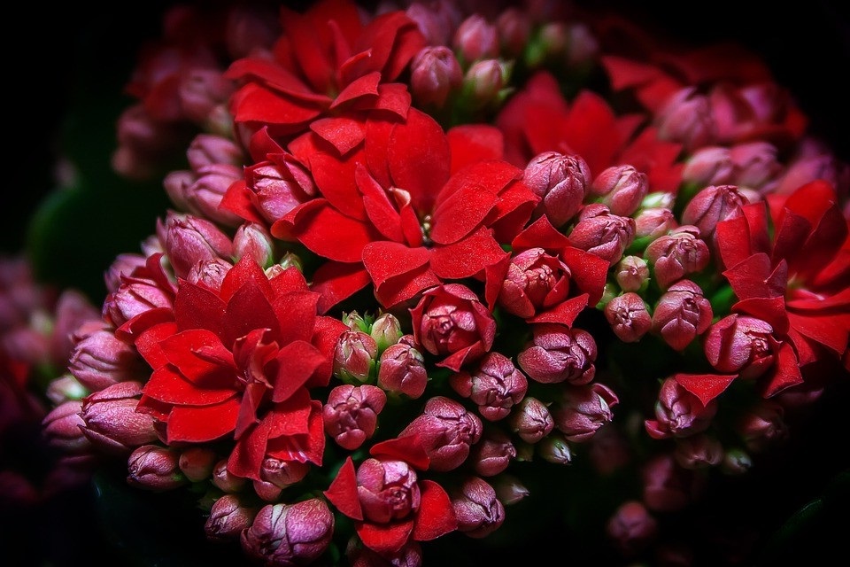 Kalanchoe "width =" 960 "height =" 640 "srcset =" https://greenviral.net/wp-content/uploads/2020/04/1586338376_299_our-selection-of-the-most-beautiful.jpg 960w, https://www.ctendance.fr/wp-content/uploads/2020/04/Kalanchoe-–-Pixabay-–-Foto-Rabe-350x233.jpg 350w, https://www.ctendance.fr/wp-content /uploads/2020/04/Kalanchoe-–-Pixabay-–-Foto-Rabe-520x347.jpg 520w "sizes =" (max-width: 960px) 100vw, 960px "/></noscript><figcaption id=