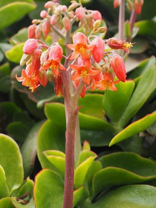 Cotyledon "width =" 540 "height =" 720 "srcset =" https://greenviral.net/wp-content/uploads/2020/04/1586338378_632_our-selection-of-the-most-beautiful.jpg 540w, https: //www.ctendance.fr/wp-content/uploads/2020/04/Cotyledon-–-Pixabay-–-Hans-263x350.jpg 263w, https://www.ctendance.fr/wp-content/uploads/2020 /04/Cotyledon-–-Pixabay-–-Hans-390x520.jpg 390w "sizes =" (max-width: 540px) 100vw, 540px "/></noscript><figcaption id=