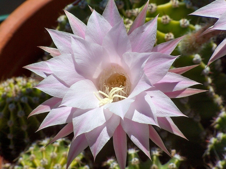 The echinopsis "width =" 960 "height =" 718 "srcset =" https://www.ctendance.fr/wp-content/uploads/2020/04/L'echinopsis-–-Pixabay-–-4758900.jpg 960w, https://www.ctendance.fr/wp-content/uploads/2020/04/L'echinopsis-–-Pixabay-–-4758900-350x262.jpg 350w, https://www.ctendance.fr/wp -content / uploads / 2020/04 / L'inchinopsis -–- Pixabay -–- 4758900-520x389.jpg 520w "sizes =" (max-width: 960px) 100vw, 960px "/></noscript><figcaption id=