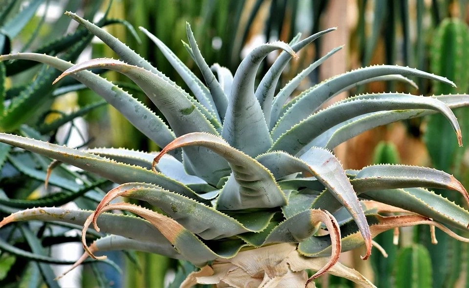 Agave "width =" 960 "height =" 590 "srcset =" https://greenviral.net/wp-content/uploads/2020/04/the-12-outdoor-plants-that-resist-frost.jpg 960w, https: //www.ctendance.fr/wp-content/uploads/2020/04/Agave-–-Pixabay-–-Capri23auto-350x215.jpg 350w, https://www.ctendance.fr/wp-content/uploads/2020 /04/Agave-–-Pixabay-–-Capri23auto-520x320.jpg 520w "sizes =" (max-width: 960px) 100vw, 960px "/></noscript><figcaption id=