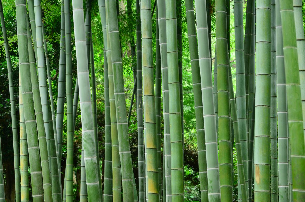 Haie Bambous