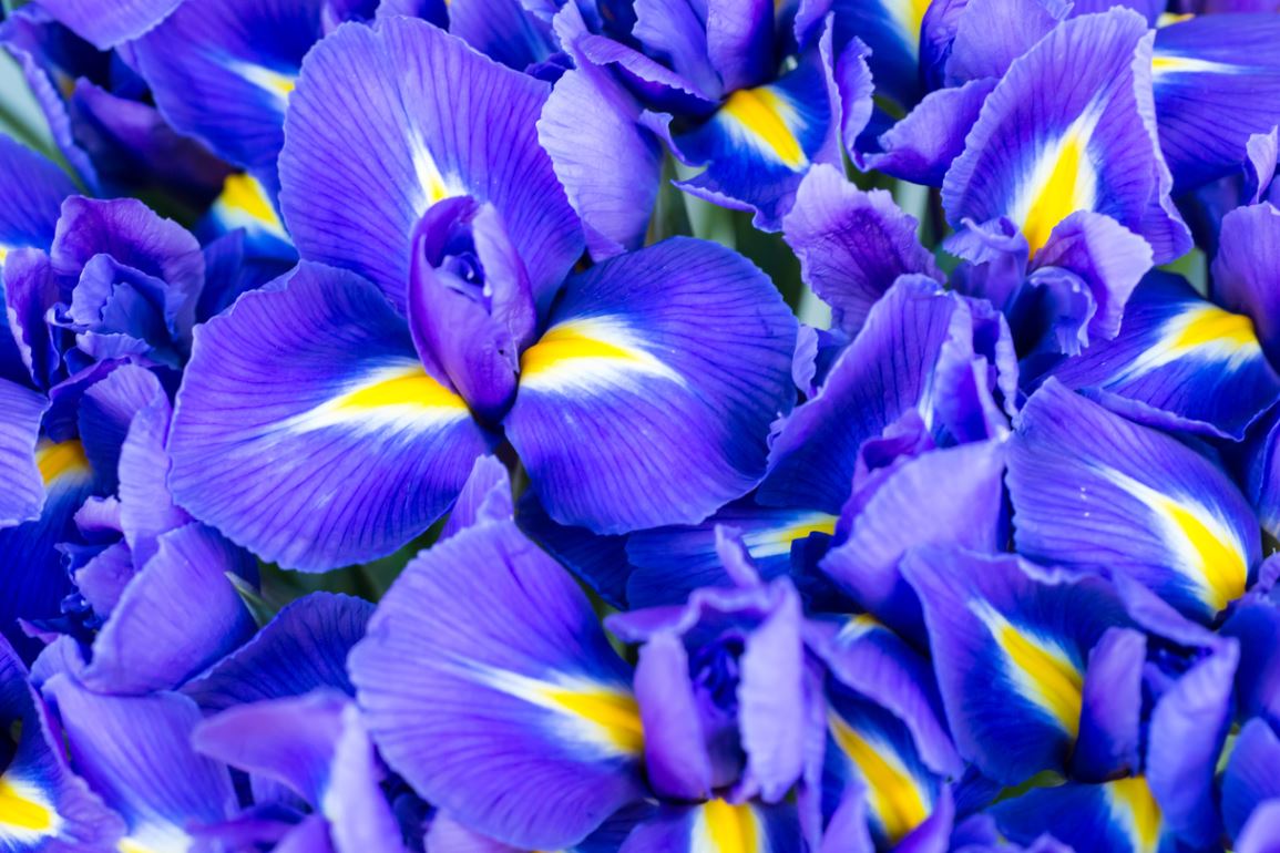 Fleur Iris Bleu Variete
