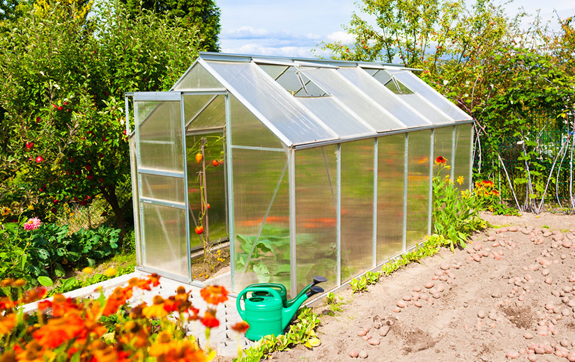 Greenhouse Plant all year round