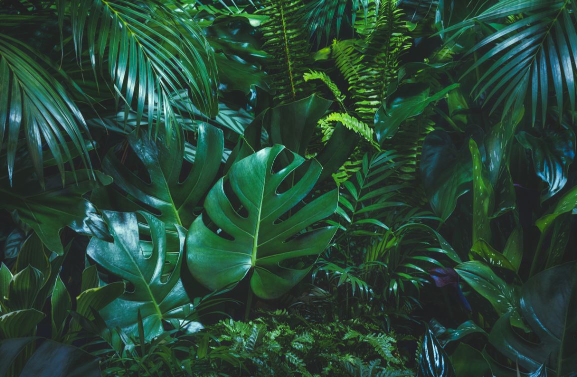 Indoor Green Plants